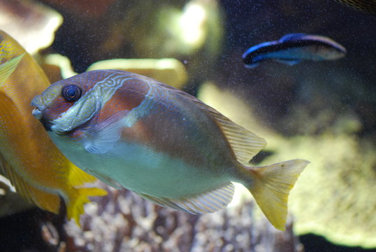 exotic fish underwater