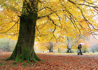 otoño paisaje otoñal romántico pareja de chicas con paraguas rosa paseando por el bosque  país...
