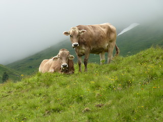 Kuehe am Widderstein