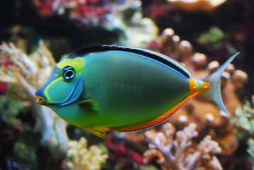 Fototapeta na wymiar Colorful fish closeup