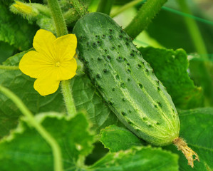 Cucumber and its flower