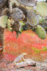 Land iguana under opuntia cactus