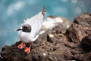 Swallow-tailed gull