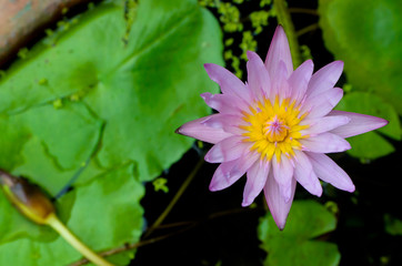 Top view of Purple Lotus