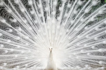 Fotobehang Witte pauw met veren uit © Tatiana Grozetskaya