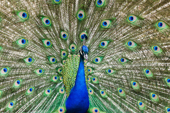 Peacock with feathers out