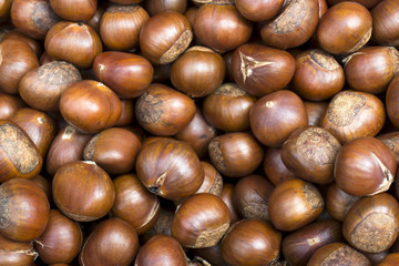 Chinese Chestnut