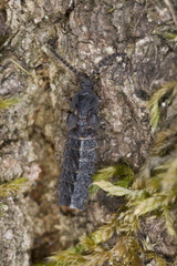 European lesser Glow worm, Phosphaenus hemipterus