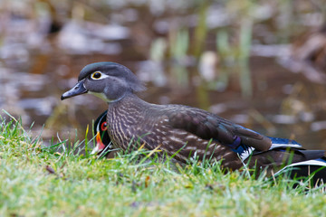 Female Wood Duck