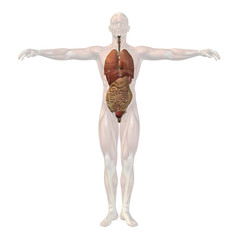 High resolution conceptual 3D human structure, internal organs