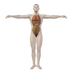 High resolution conceptual 3D human structure, internal organs