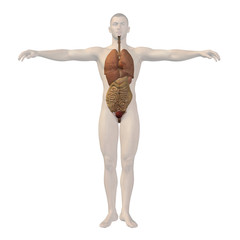 High resolution conceptual 3D human structure, internal organs