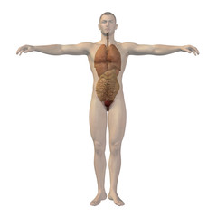 High resolution conceptual 3D human structure, internal organs