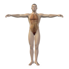 High resolution conceptual 3D human structure, internal organs