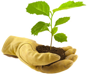 concept protection nature, main gantée, arbre