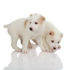 two puppies dog. Isolated on a white