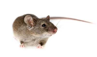 a mouse - white background