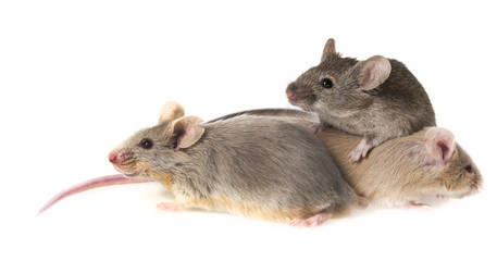mice isolated on a white background