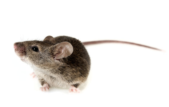 a mouse isolated on white background