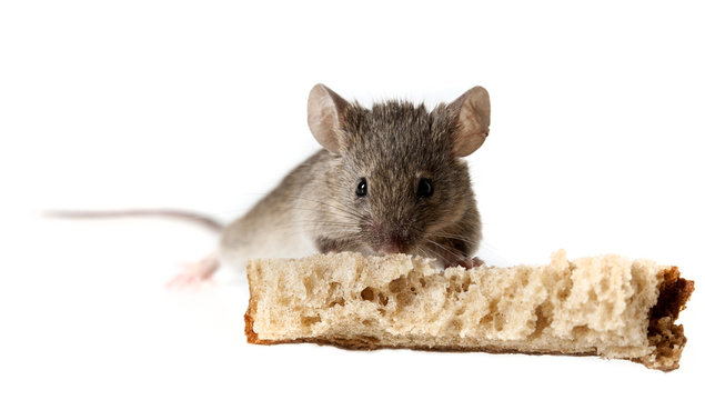 a mouse eating bread isolated on a white background