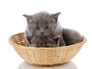 Fototapeta na wymiar Dwa małe kocięta brytyjski kot siedzi w koszyku. odizolowany