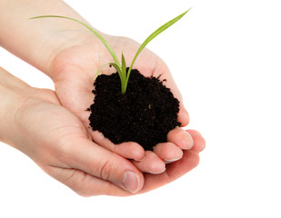 Woman's hand with a green sprout in the ground on a white backgr