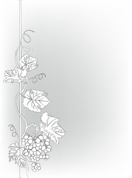 grey illustration with grapes and vines