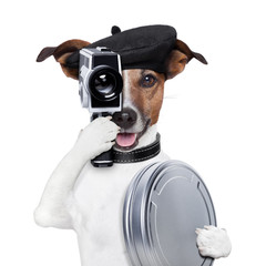 movie director dog - obrazy, fototapety, plakaty