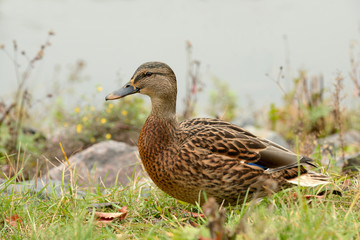 Mallard Duck Close-Up with River in the Background