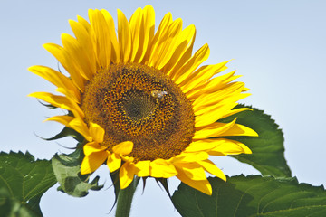 Naklejka premium Sonnenblume mit Biene