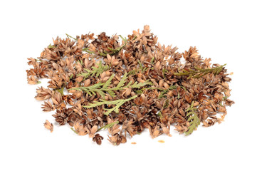 Thuja Cones, Seeds and Leaves Isolated on White Background