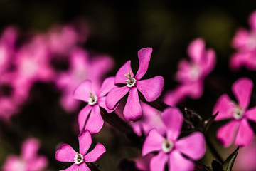 Fototapeta na wymiar Piękne streszczenie tle kwiatów