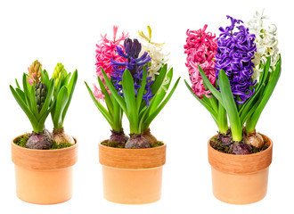 fresh hyacinth flowers in pot on white