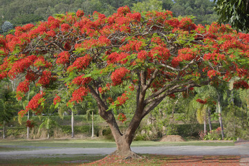 Naklejka premium poinciana tree