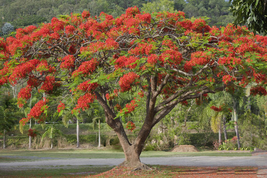 Poinciana Tree