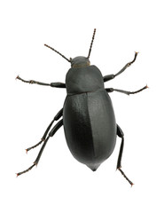 black beetle