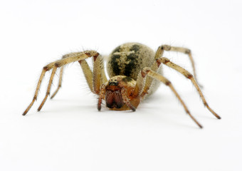 Spider