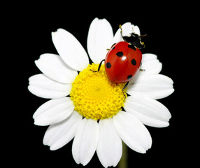 Obraz premium ladybug