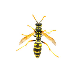 wasp