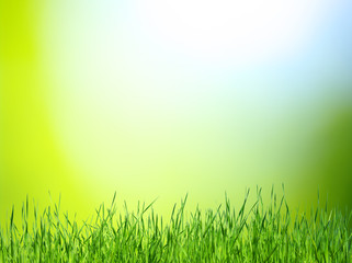 Plakat grass and green background