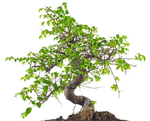 Chinesische Ulme, minibaum