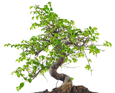 frank mller bonsai Zwarte bonsaischaal Frank Mller - Bonsai schalen