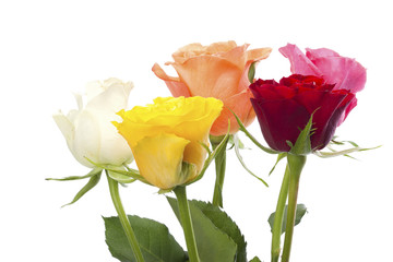 Five roses in different colors
