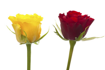 Two roses, yellow and red