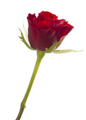 One red rose isolated
