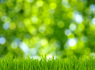 Fototapeta na wymiar trawa i zielonym tle