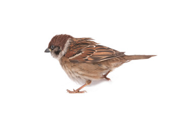 sparrow