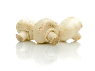 mushrooms close up on white background