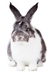 Adorable rabbit isolated on a white background.