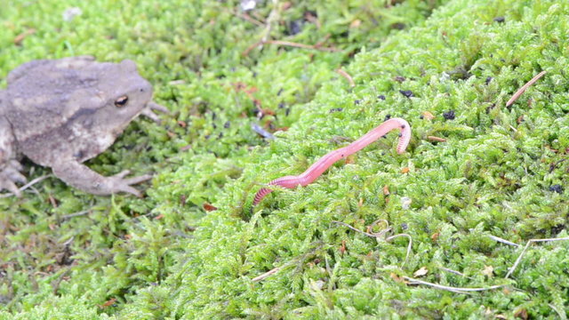 toad amphibia sit moss worm earthworm food crawl